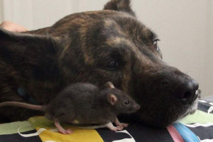 Kao što su rat i shepherd sprijateljio u skloništu za životinje Kao što su rat i shepherd sprijateljio u skloništu za životinje